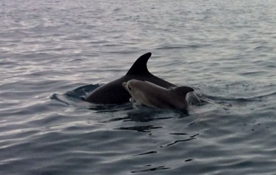 Dolphin Watching Tour In Olbia And Golfo Aranci