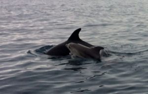 Observation des dauphins à Olbia et Golfo Aranci
