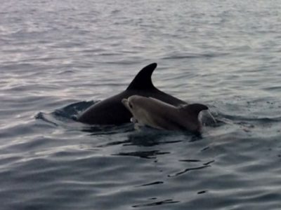 Observation Des Dauphins à Olbia Et Golfo Aranci
