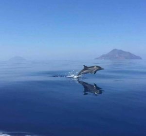 Tour Con Osservazione Delfini Olbia E Golfo Aranci