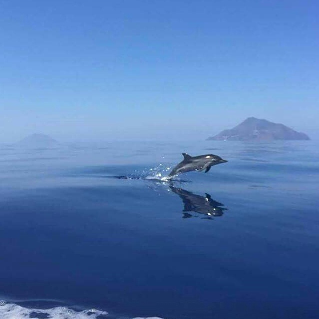 tour con osservazione delfini Olbia e Golfo Aranci