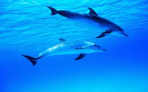 tour con osservazione delfini da Olbia e Golfo Aranci
