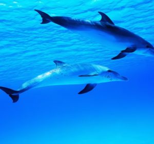 Tour Con Osservazione Delfini Da Olbia E Golfo Aranci