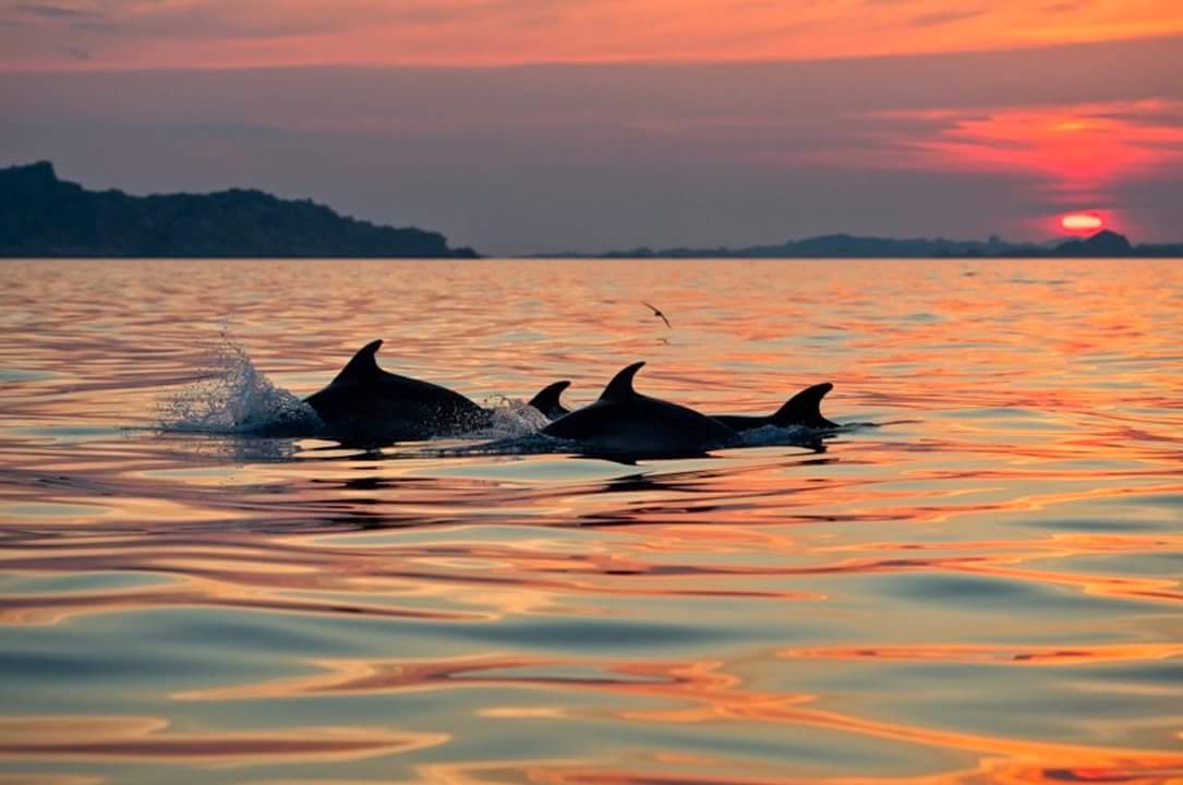 Aperitif with the Dolphins in Olbia and Golfo Aranci